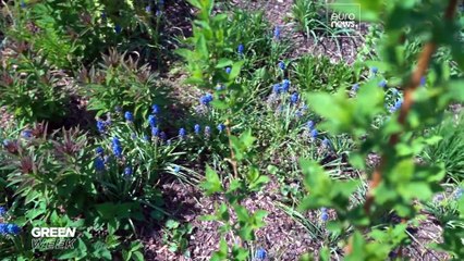 'La autopista de los polinizadores': el espacio urbano más verde y útil está en Tallin