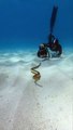 Love spending time underwater with these beauties #seasnake #ocean #underwater #wildlife #nature #