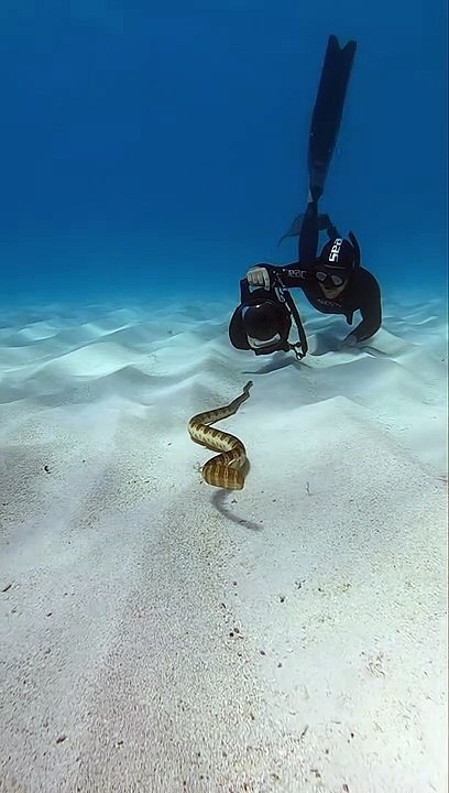 Love spending time underwater with these beauties #seasnake #ocean #underwater #wildlife #nature #