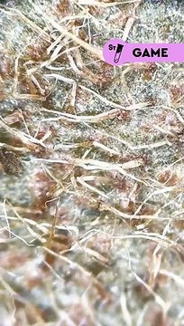 On monte le level cette semaine, sauras-tu deviner ce qu’on te montre au microscope ? Viens dans les commentaires donner ta réponse ! Indice : ça se mange !