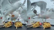 FLOCK of Seagulls SWARM car over McDonald's Fries!