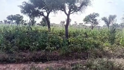 आपको परोसा जा रहा धीमा जहर फिर भी सो रही राज्य सरकार