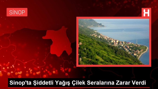 Sinop'ta Şiddetli Yağış Çilek Seralarına Zarar Verdi