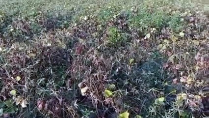 ध्यान नहीं दिया तो यह जहर शरीर के साथ कई खेतों को निगल जाएगा