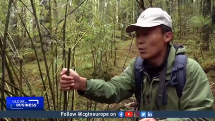 Giant pandas poop every 30 minutes. And it smells of ...