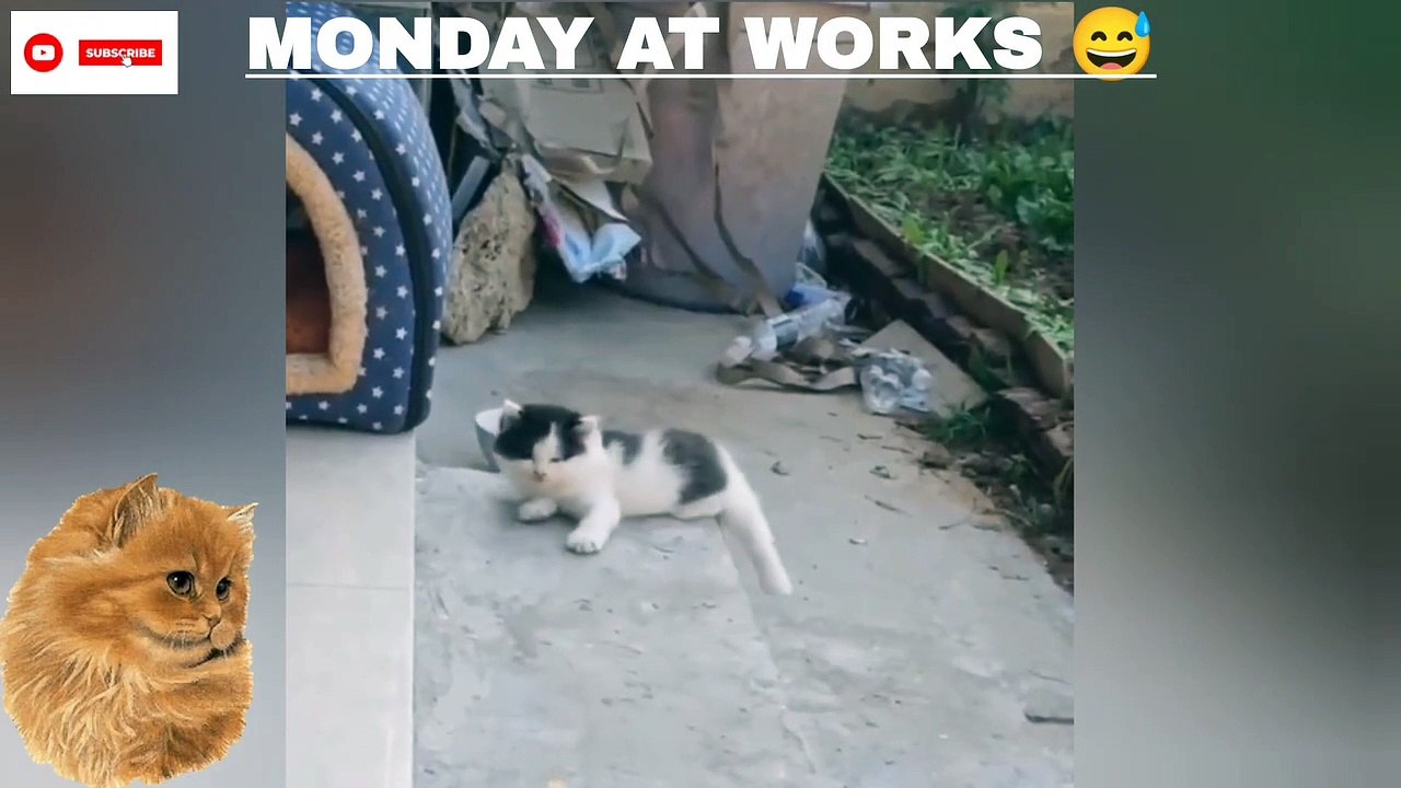  Funny Cat Moments | TRY Not to laugh | cute pet | New Funniest shorts 2023  @inspiresemotions #inspiresemotions #catlover #catlove #catlovehuman