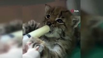 Un bébé lynx découvert à Kars est entre de bonnes mains