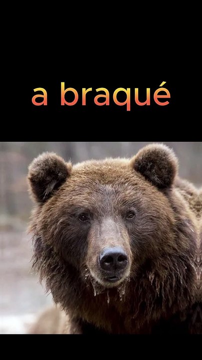 Un ours braque une patisserie ! (Insolite)