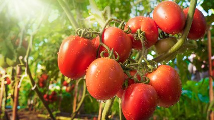 When Is Tomato Season? Plus 6 Tips for Stretching Your Harvest