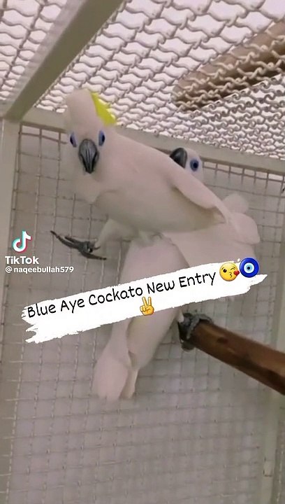 White Cokatoo