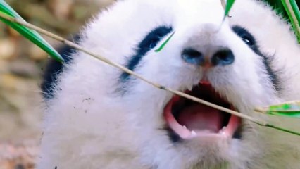 When Panda Hua Hua New Born Complication