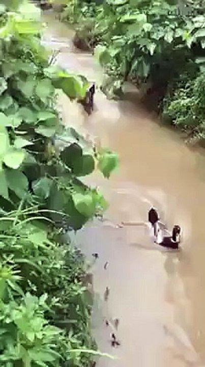 smart duck
