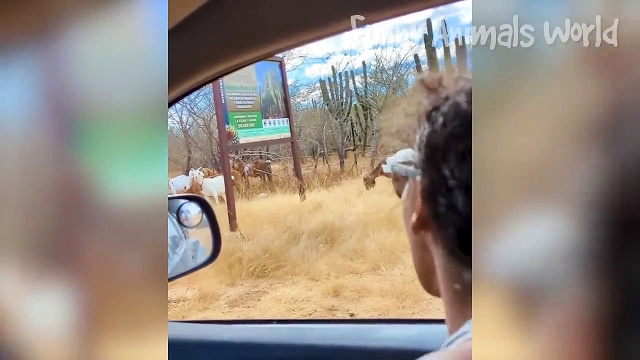 Funniest Cats And Dogs Videos - Best Funny Animal Videos 2023