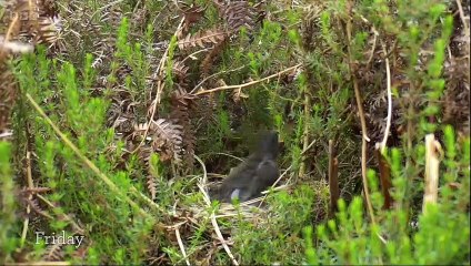 Springwatch - 2023 Episode 5