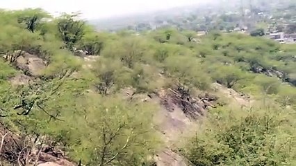 उजाड़ पहाड़ी पर कैसे छाई हरियाली,,, देखें वीडियो