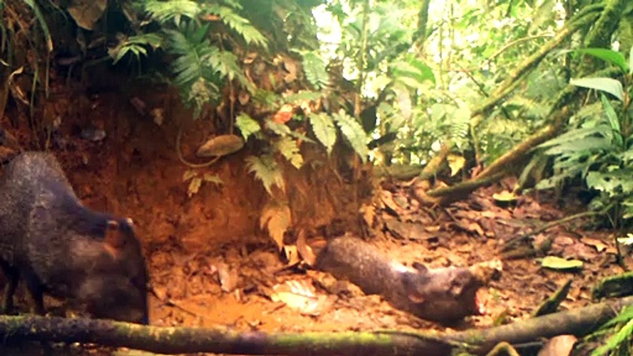 Biodiversidad