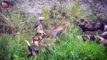 Alone Hyena Attacked by Wild Dogs