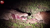 Crocodile Attack Impala and Leopards Waiting for Steal Prey