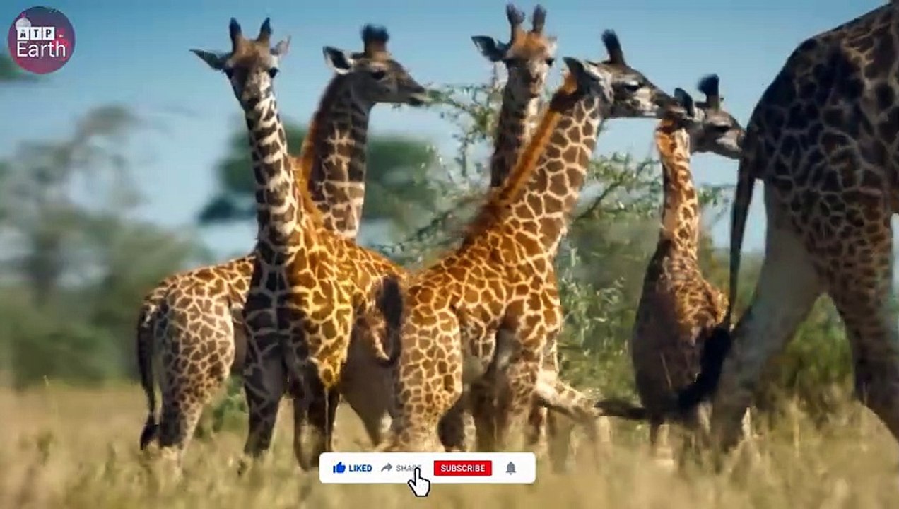 Lions Attack Big Giraffe