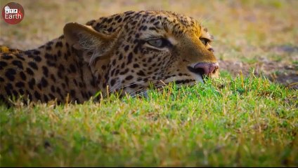 Mother Zebra Tries to Help Baby Attacked by Leopard