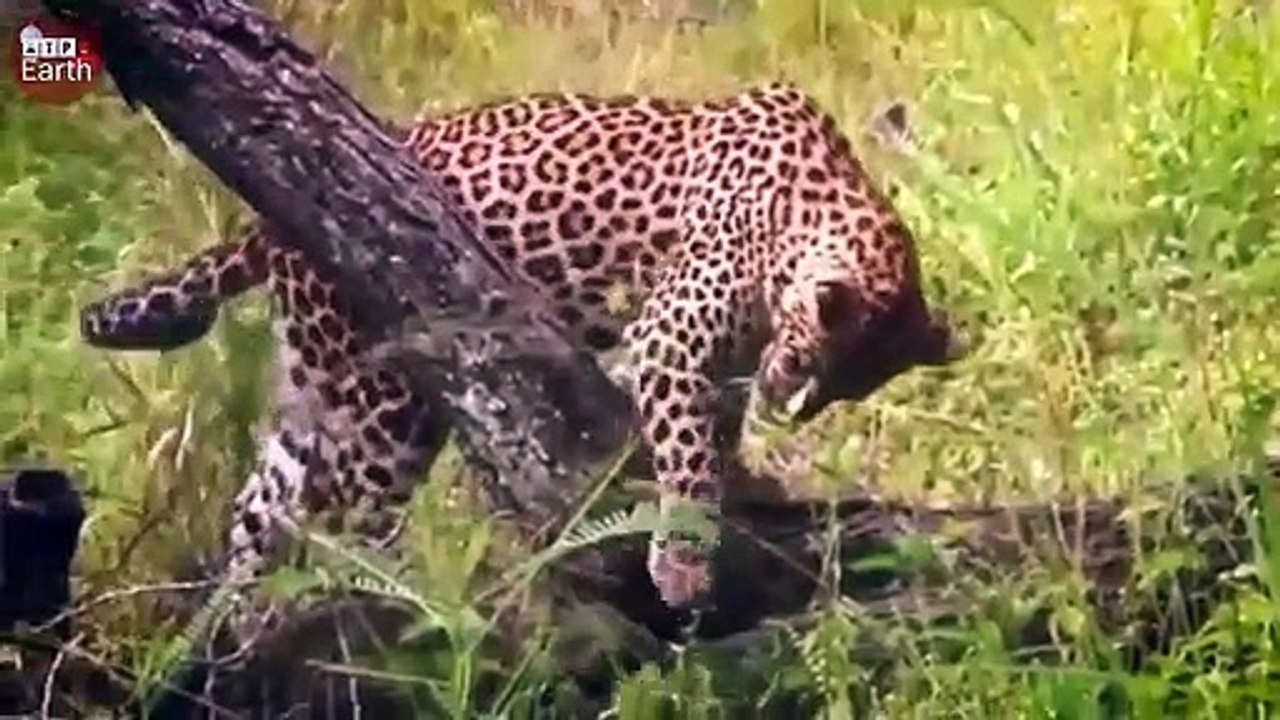Leopard Face to Face Elephant - Wild Animal Life