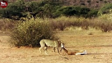 OMG! Cheetah vs springbuck - What Happen Next