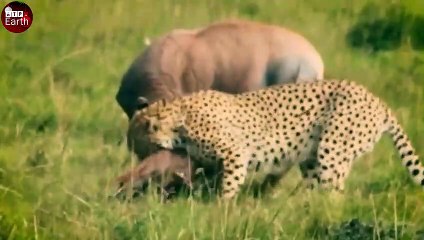 Unlucky Topi Attacked by Jaguar on Grasslands of Africa