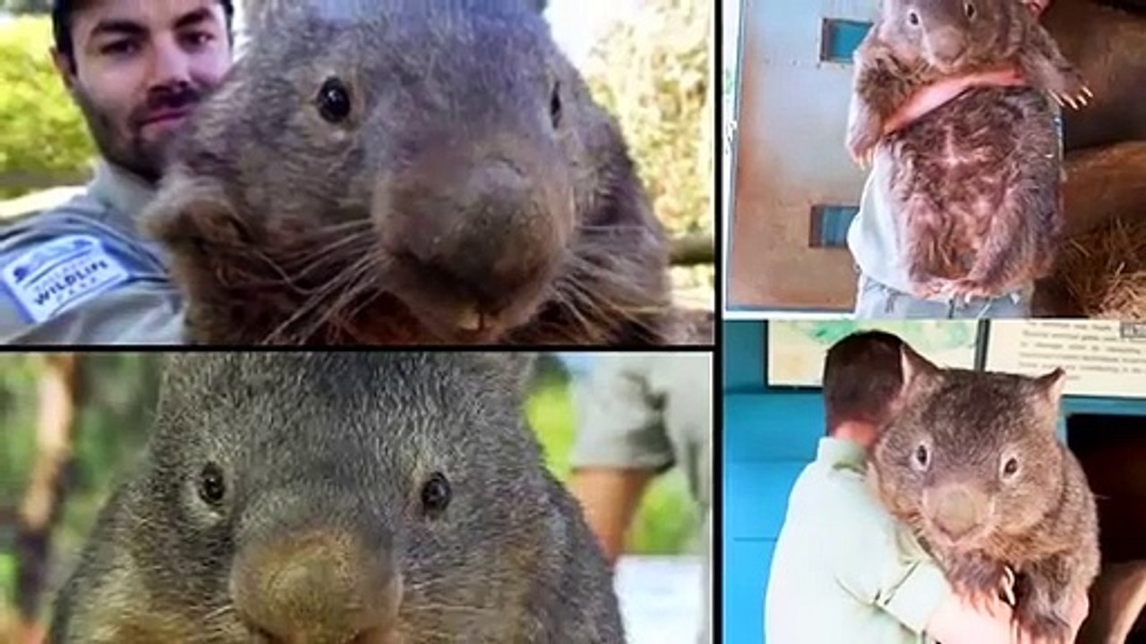 Die 12 fettesten Tiere der Welt!