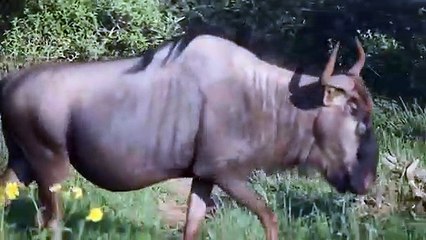 رهيب .. حيوانات لا تعرف الخوف حطمت الأسود بلا رحمة - عندما ينهار الأسد ويفقد هيبته!