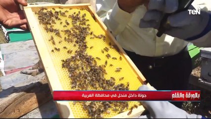 نشأت الديهي وجولة خاصة من داخل احد مناحل العسل بالغربية