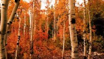 Beautiful Colors of Autumn, Best of Autumn Nature, Nature Autumn 4k Forest Scenes   Meditation Music