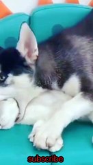 Cat's video funny dogs