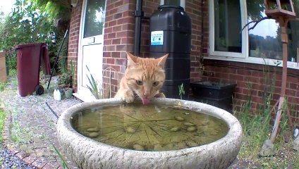 Le chat boit du bain d'oiseau