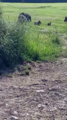 Des sangliers renversent des cyclistes