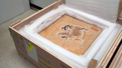 Brasil recupera fósil de dinosaurio llevado irregularmente a Alemania