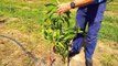 Australian Farmers Produce Thousands Of Tons Of Mangoes This Way - Australian Farming