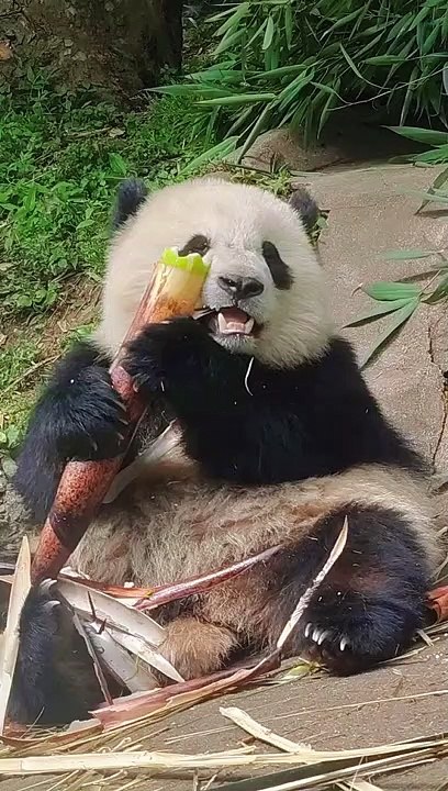 Panda Bao Yuan Eating