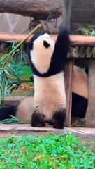 Panda Yu Ke And Mother