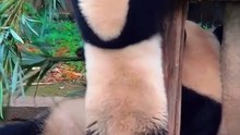 Panda Yu Ke And Mother