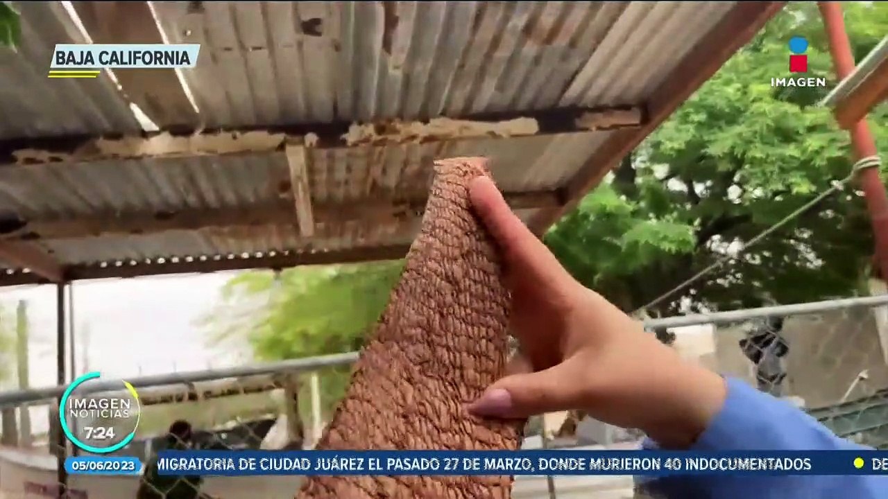 Vaquita marina: Proyectos en comunidades pesqueras buscan bajar presión al cetáceo