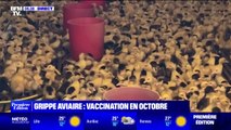 Grippe aviaire: la campagne de vaccination attendue pour le mois d'octobre