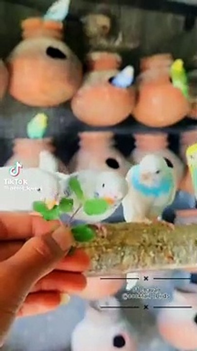 Australian parrots