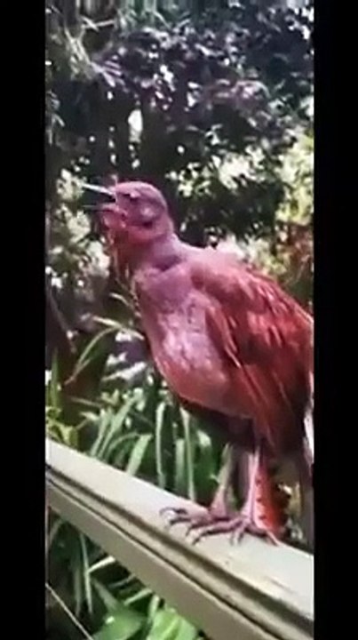 The bird that makes 25 voices at a time