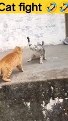Cat Fighting Sound