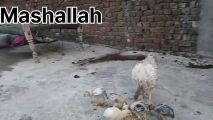 Aseel baby home bread subscriber my channel