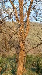 सरिस्का में कोबरा ऐसे करता है ​शिकार...देखें वीडियो