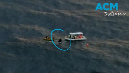 Humpback whale freed from netting