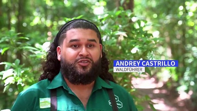 Klimawandel legt berühmten Nebelwald in Costa Rica trocken