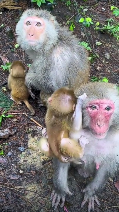 Gentle Primate Manners Adorable Monkey Takes Cakes from a Tourist with Delicate Care