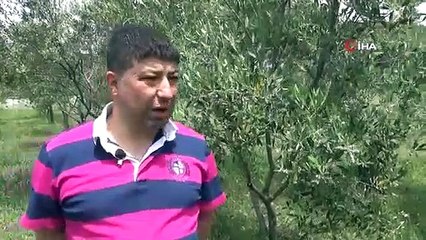 Zeytin Üreticileri Haziran Yağmurlarını Bekliyor